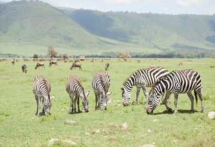 background image for - Tanzania lodge Safari