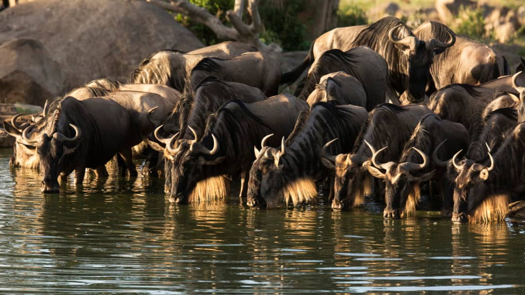 Image number 4 for 4 Days Serengeti National Park 