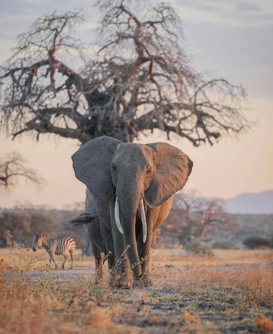 Image number 3 for Lake Manyara, Ngorongoro, Serengeti And Tarangire