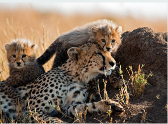background image for - The Ultimate 5 Days Tanzania Wildlife Safari