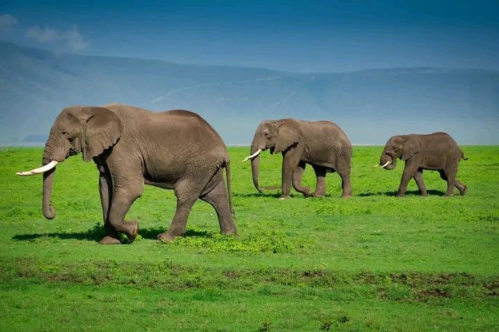 Image number 3 for 5-Day Serengeti & Ngorongoro Safari: Classic Big-cat Country