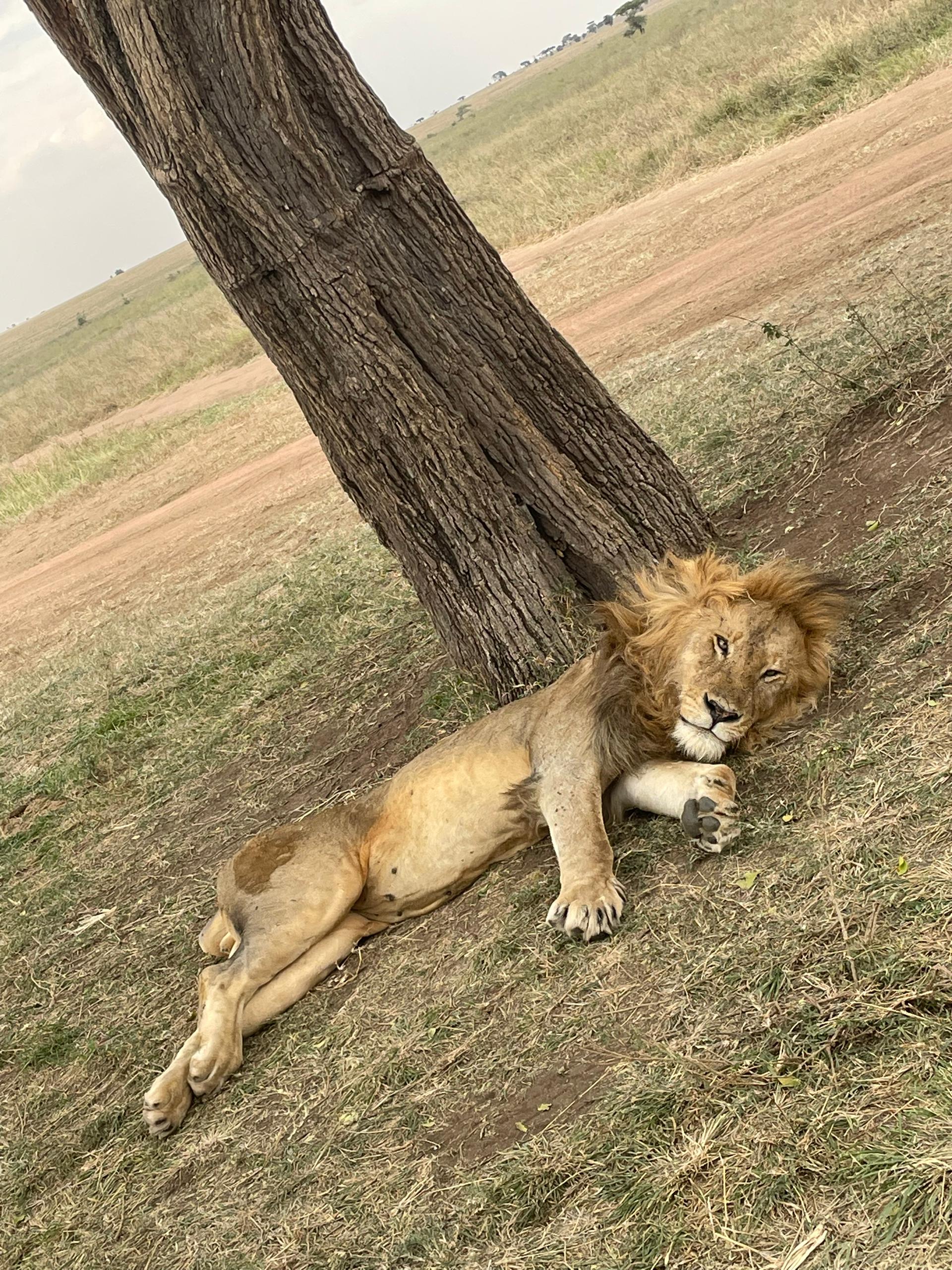 Image number 4 for 7-Day Experience Big Five, Magical Migration In Tanzania