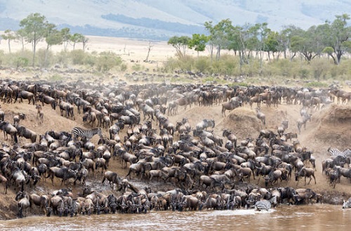 background image for - 3 Days Luxury Tanzania Serengeti Migration Safari