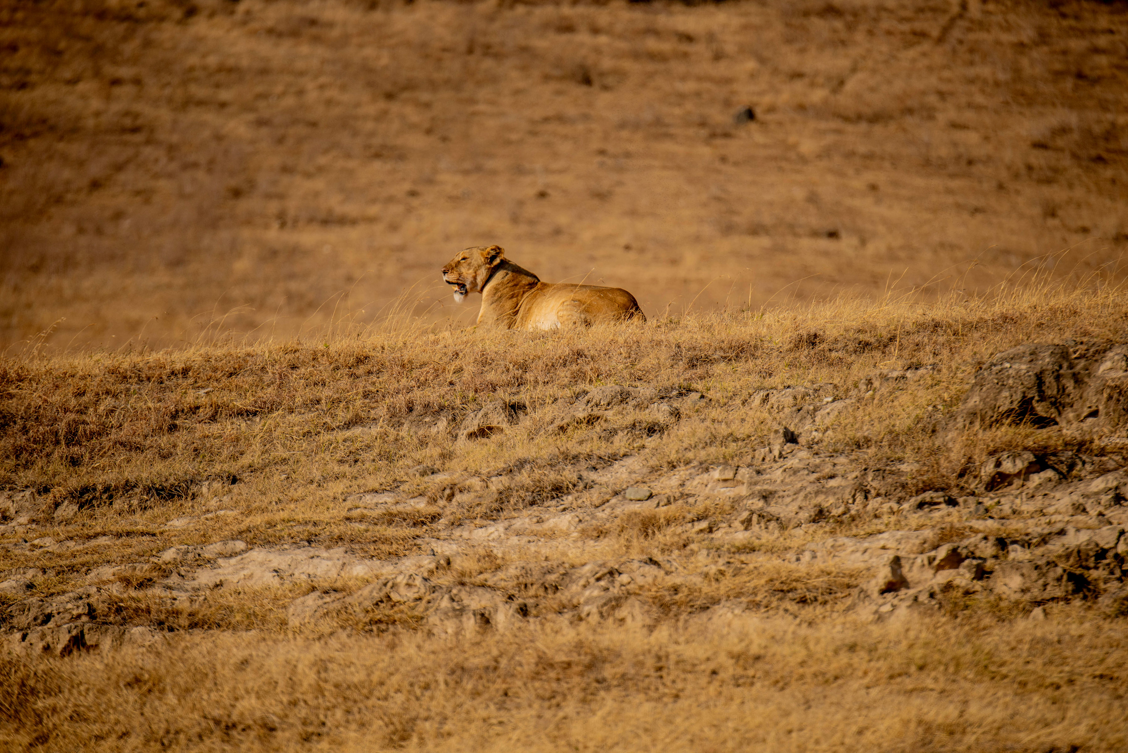 background image for - Spirit&soul Of Africa (tanzania/kenya) - Mid-range