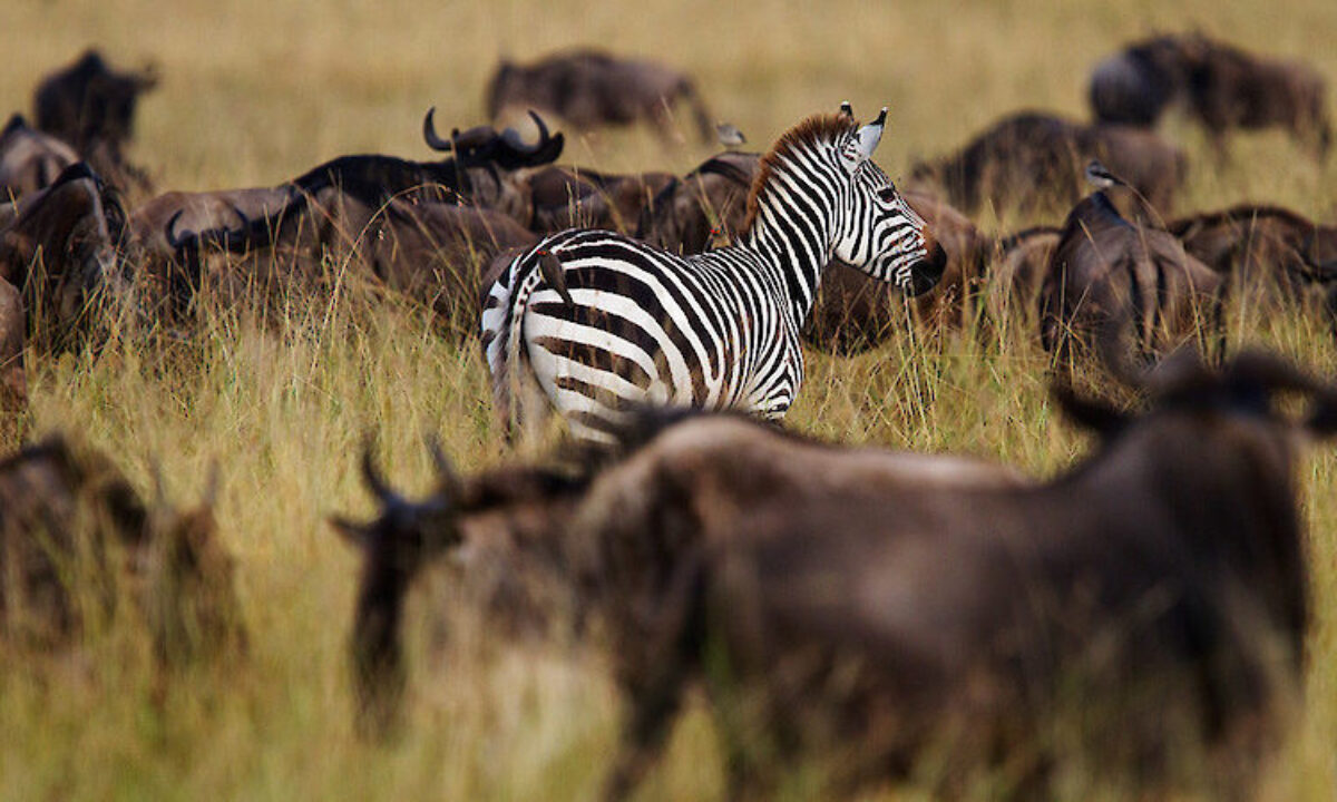Image number 7 for Tarangire, Manyara And Ngorongoro Safari