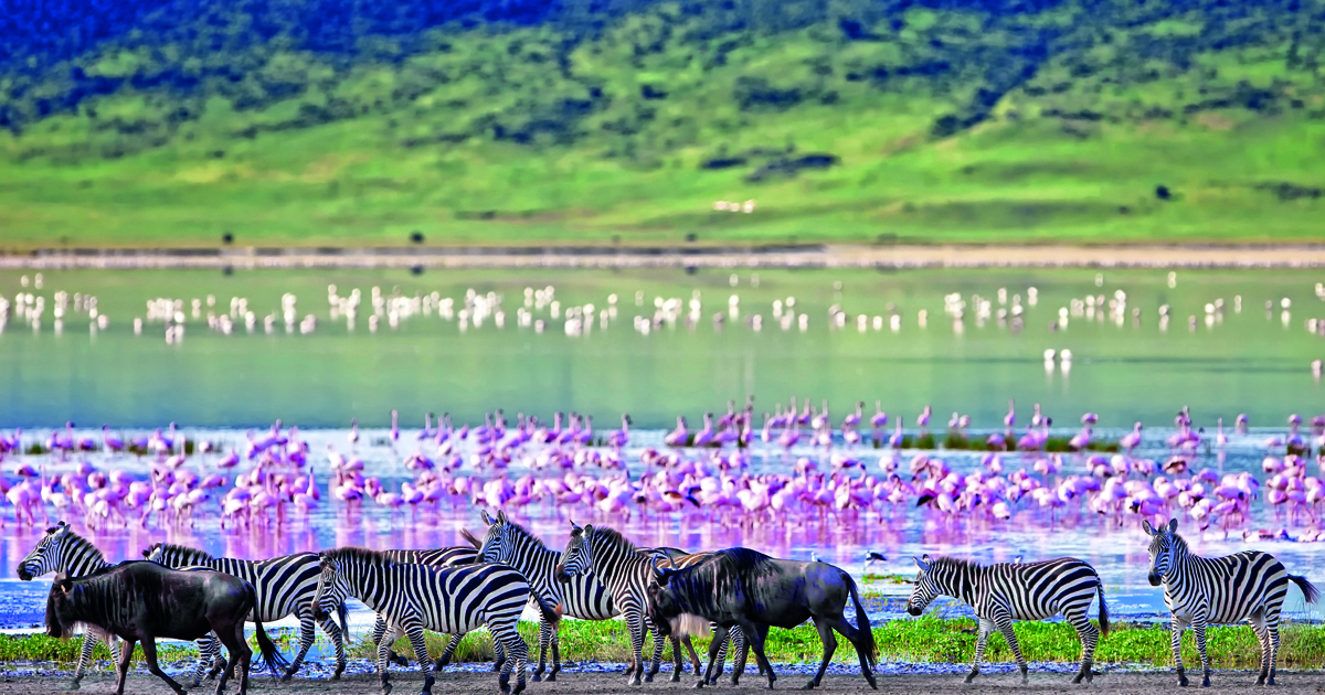 Image number 1 for The Majestic Crown: Signature Serengeti & Ngorongoro Safari