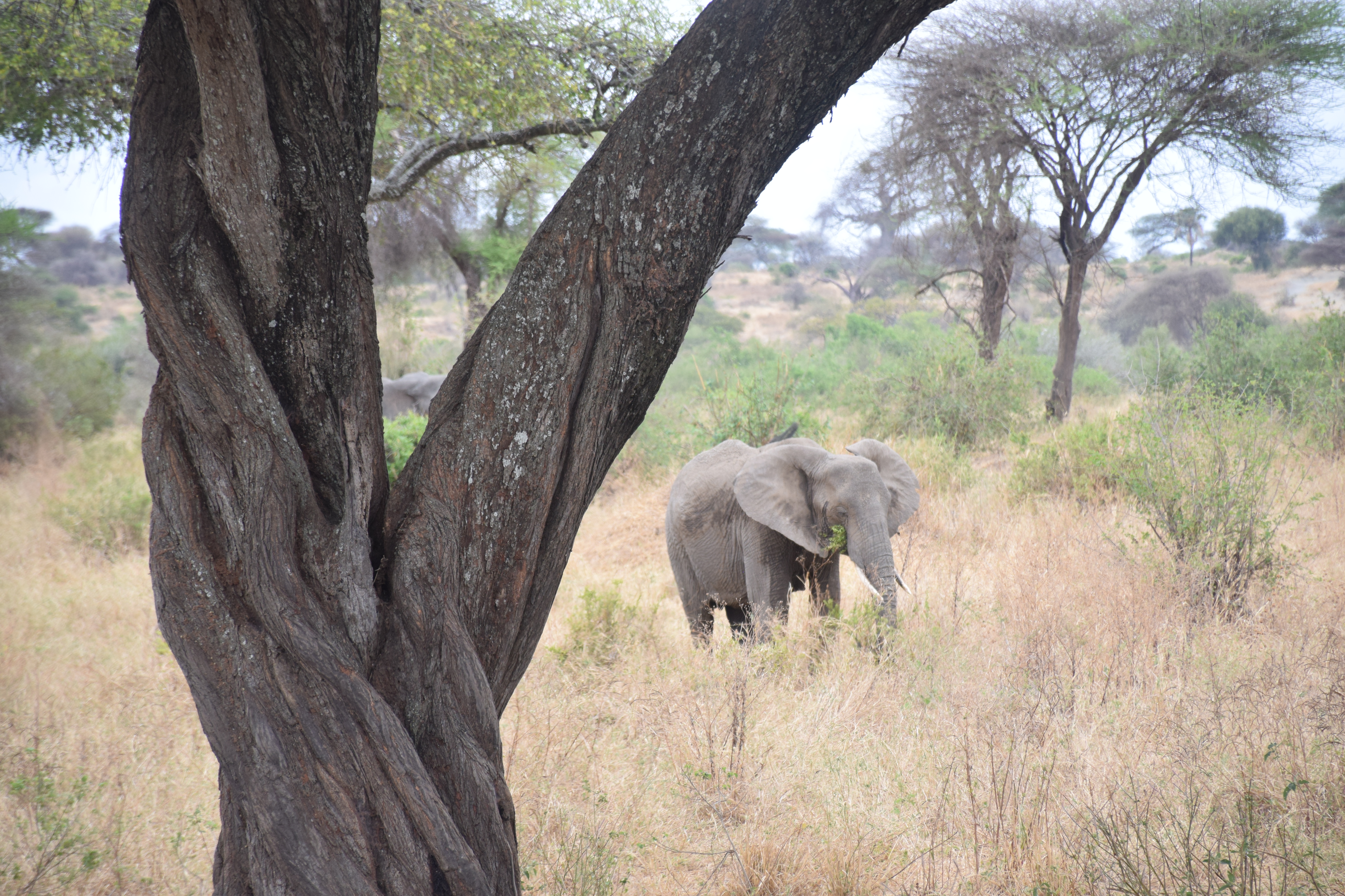 background image for - Tarangire National Park Day Trip