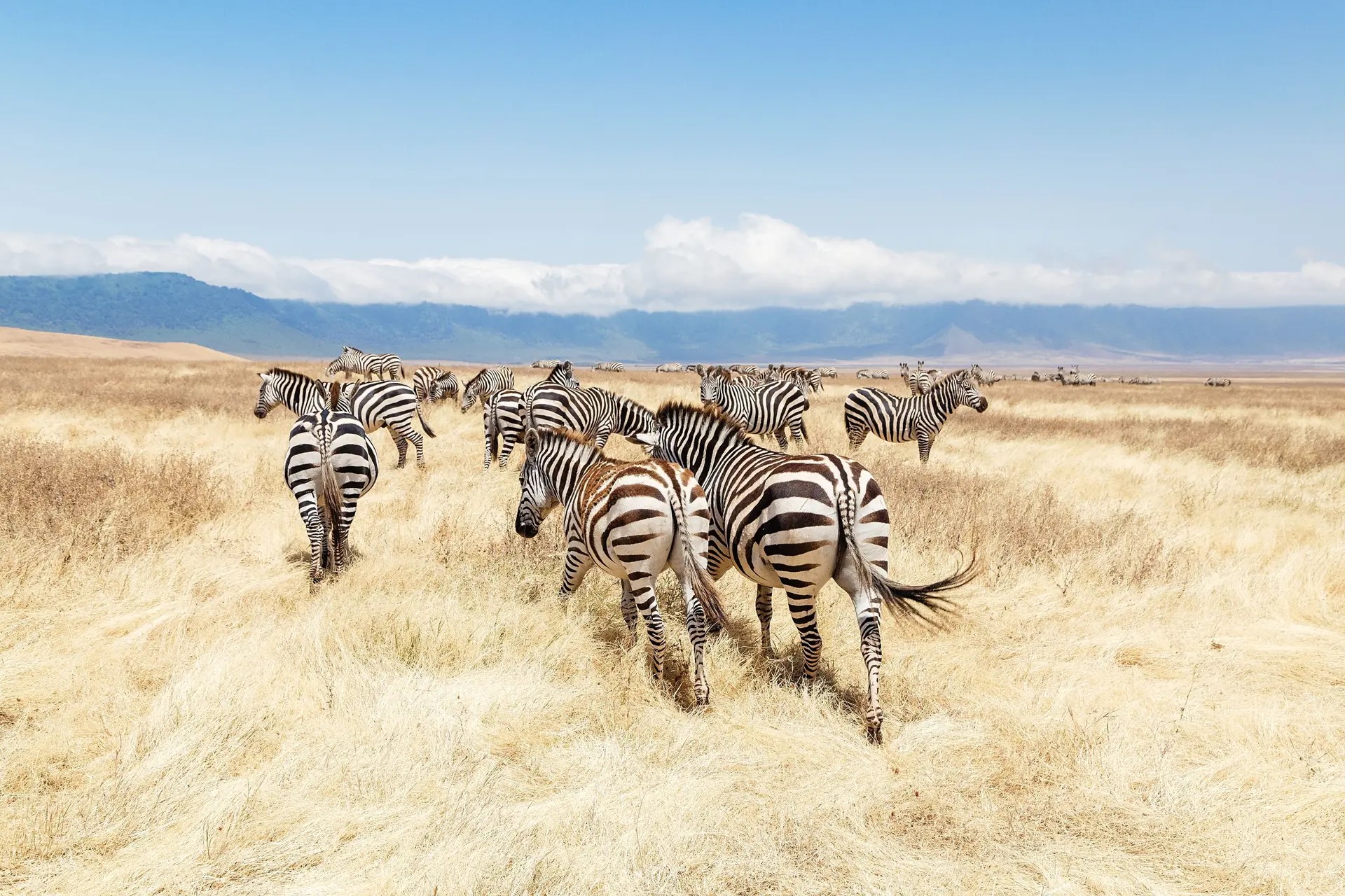 Image number 4 for 6-Day Exclusive Private Wildlife Safari Adventure