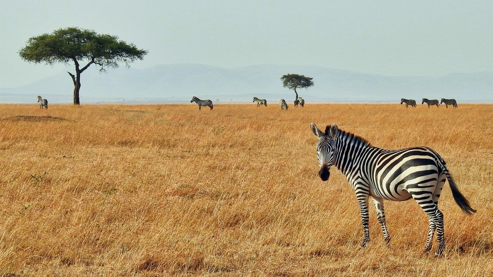 background image for - 7days Tanzania Family Safari