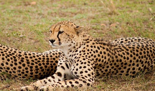 Image number 1 for 2 Days Camping Budget Tanzania Safari