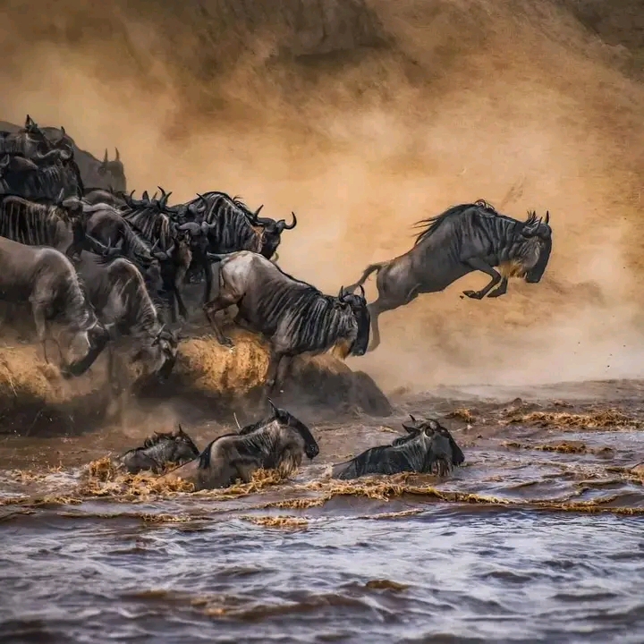 Image number 1 for 6-Day Tanzania Safari: Ndutu Calving Season & Serengeti Migration