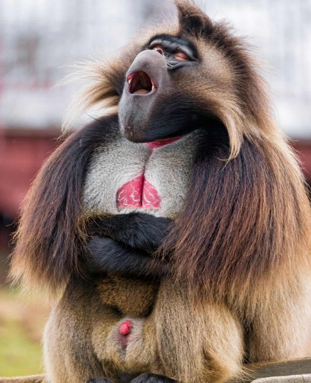 Image number 9 for 9 Days Ethiopian Wildlife Photography Tour