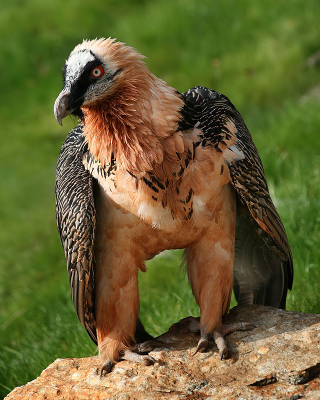 Image number 4 for 11-Day Ethiopia Birdwatching Adventure & Photograph Tour