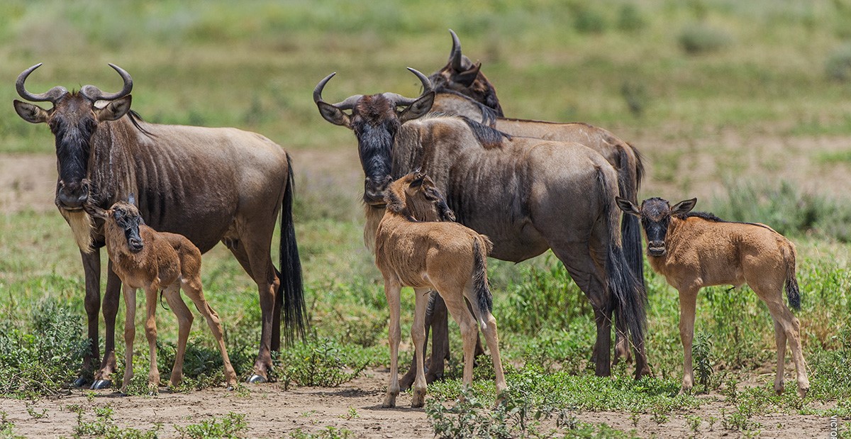 background image for - Mid-range Wildlife Safari 