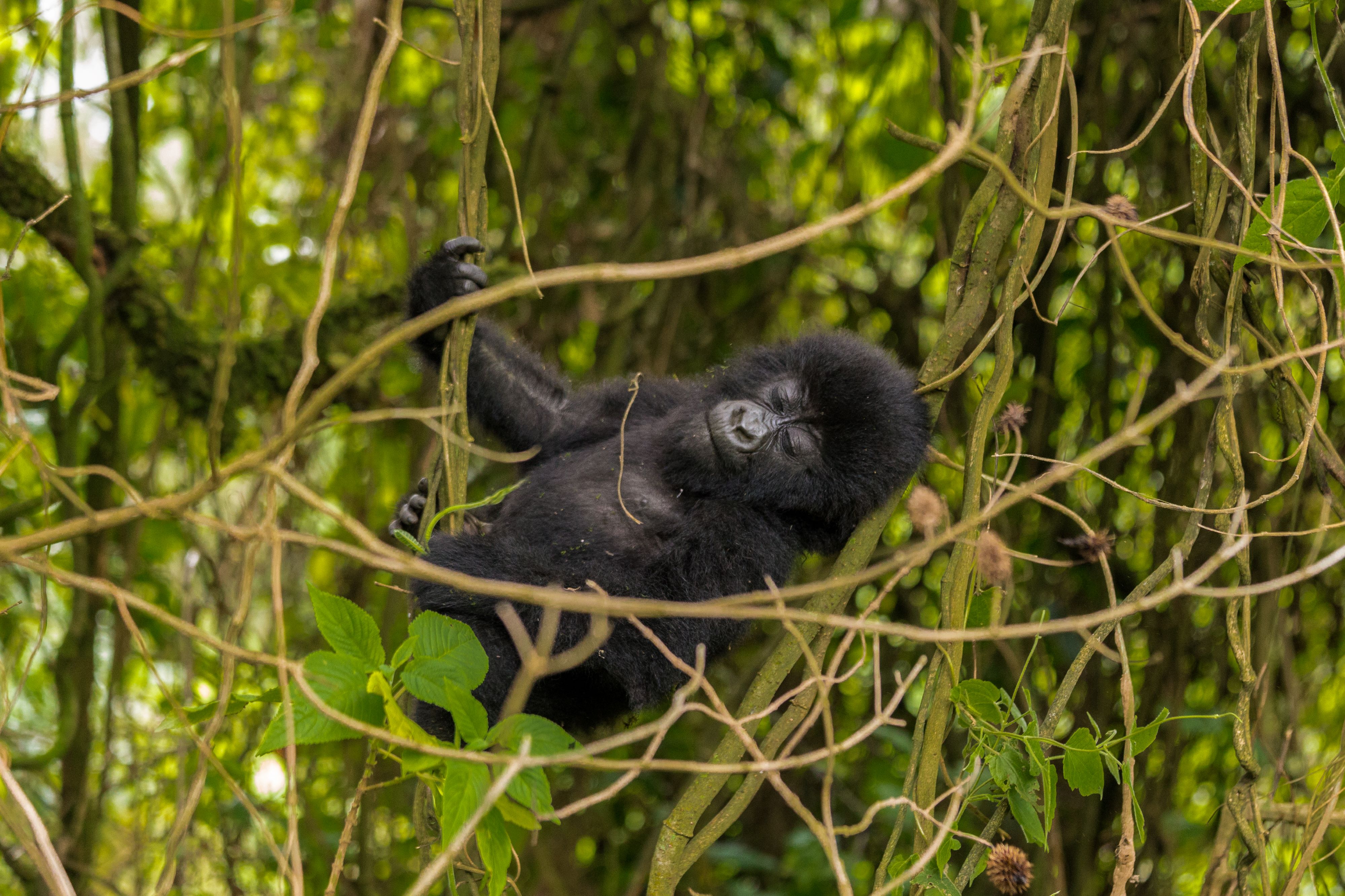 Image number 3 for 2 -day Uganda Gorilla Trek.