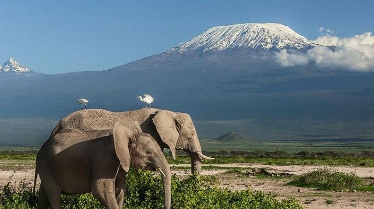 background image for - 2 Days Sharing Tanzania Safari