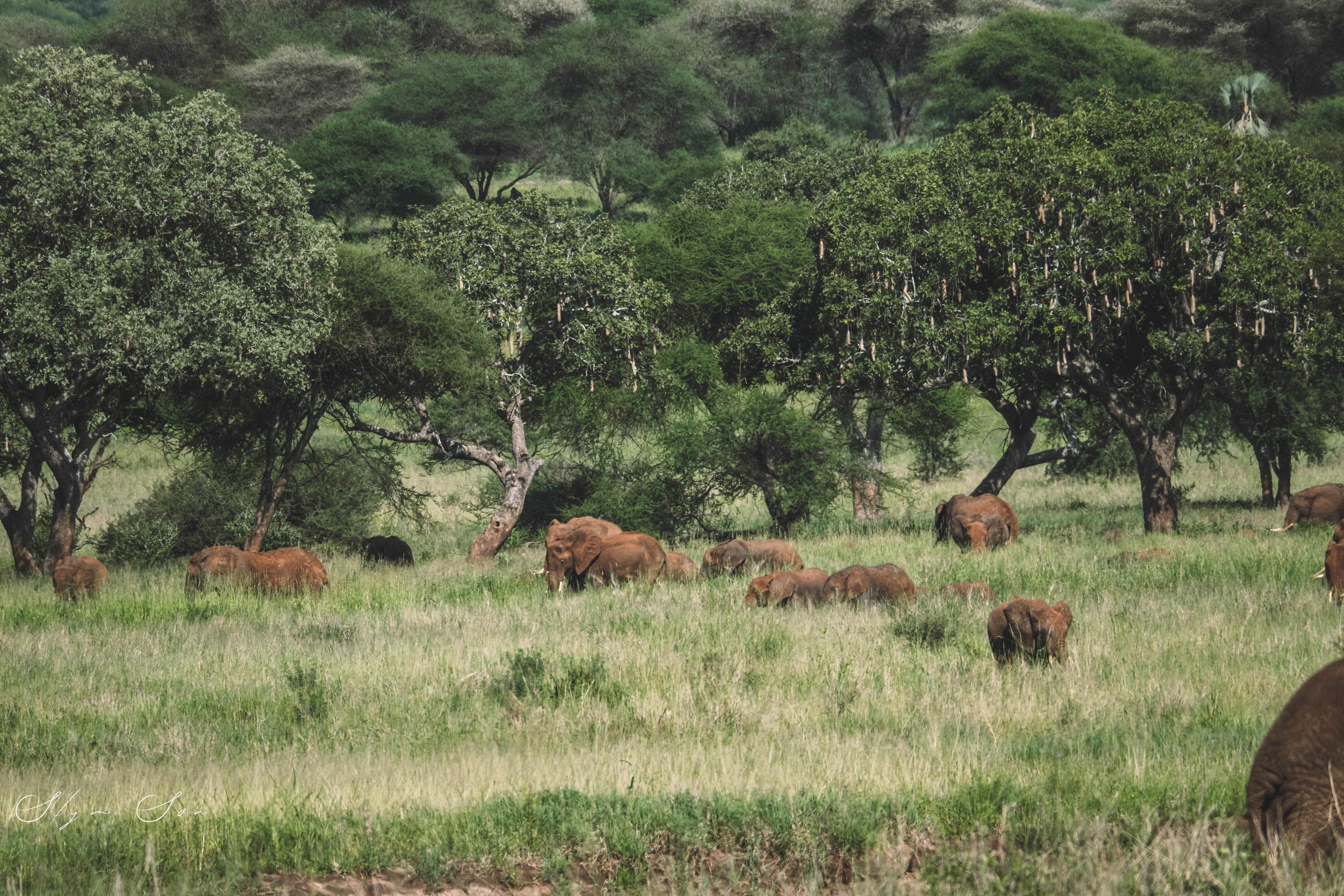 background image for - 4-Day Tanzania safari
