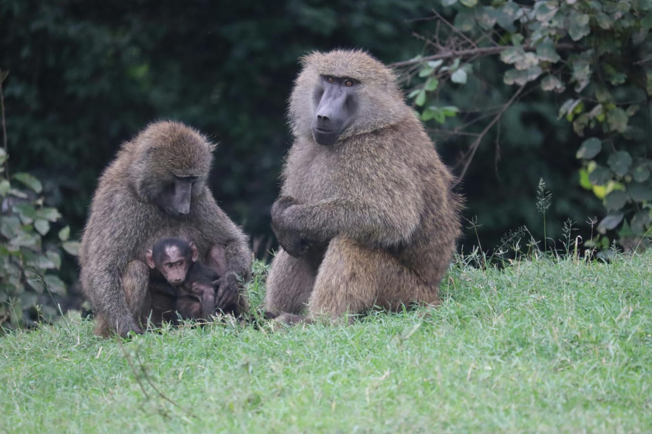 Image number 1 for 7 Days, 6 Nights — Northern To Southern Safari Adventure.