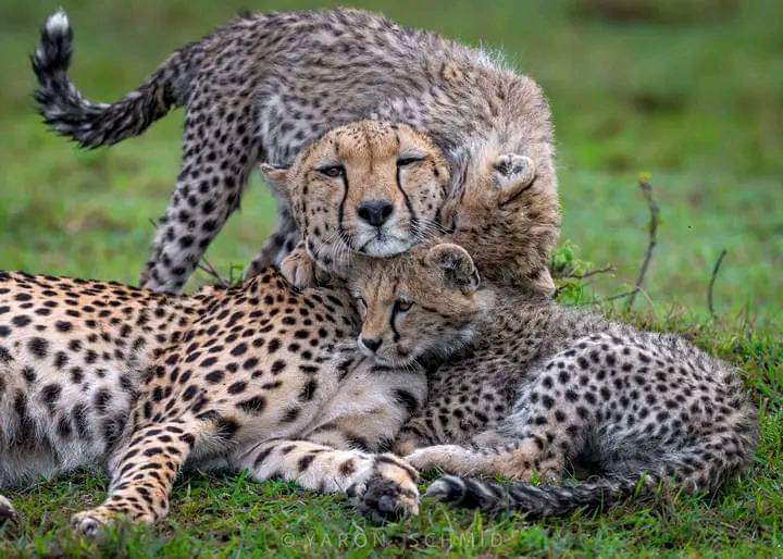 Image number 6 for Best Of Kenya Safari Masai Mara Lake Nakuru Amboseli