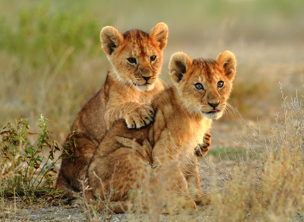 Image number 1 for Ultimate 4-Day Tanzania Safari Adventure