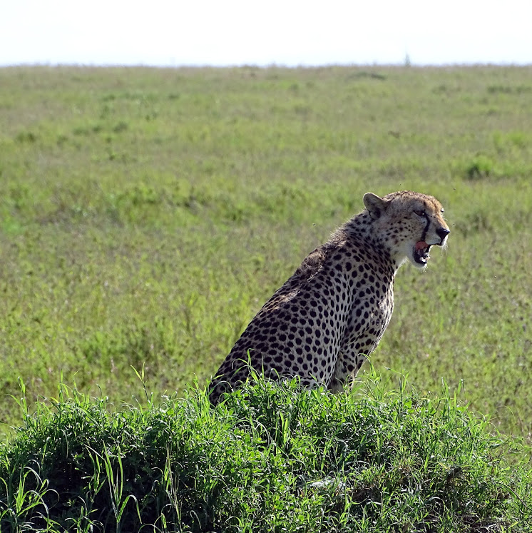 background image for - 4 days Northern circuit safari