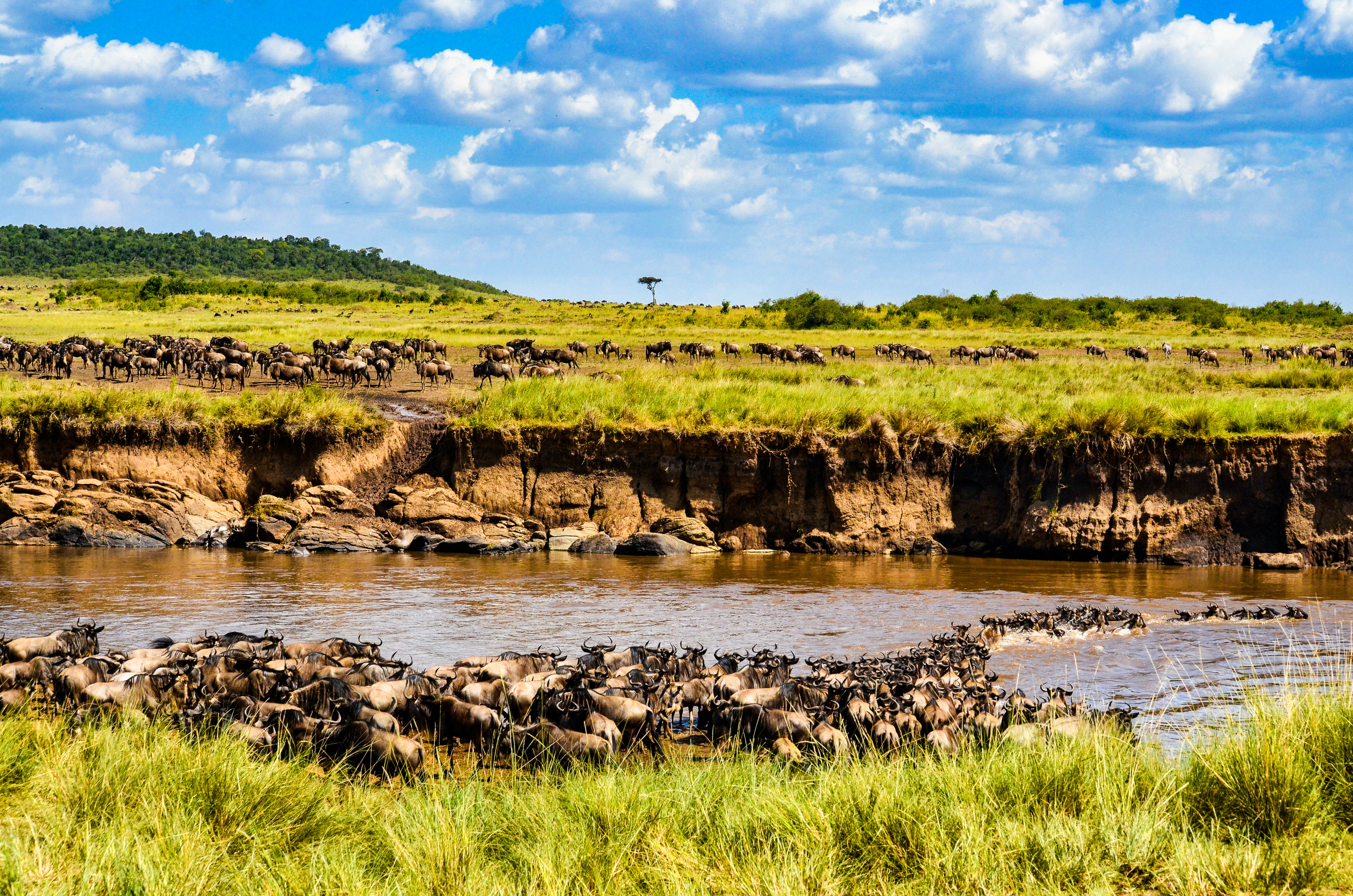 background image for - 7-Day Serengeti Great Migration Safari