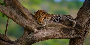 Image number 1 for Arusha N.p & Ngorongoro Crater