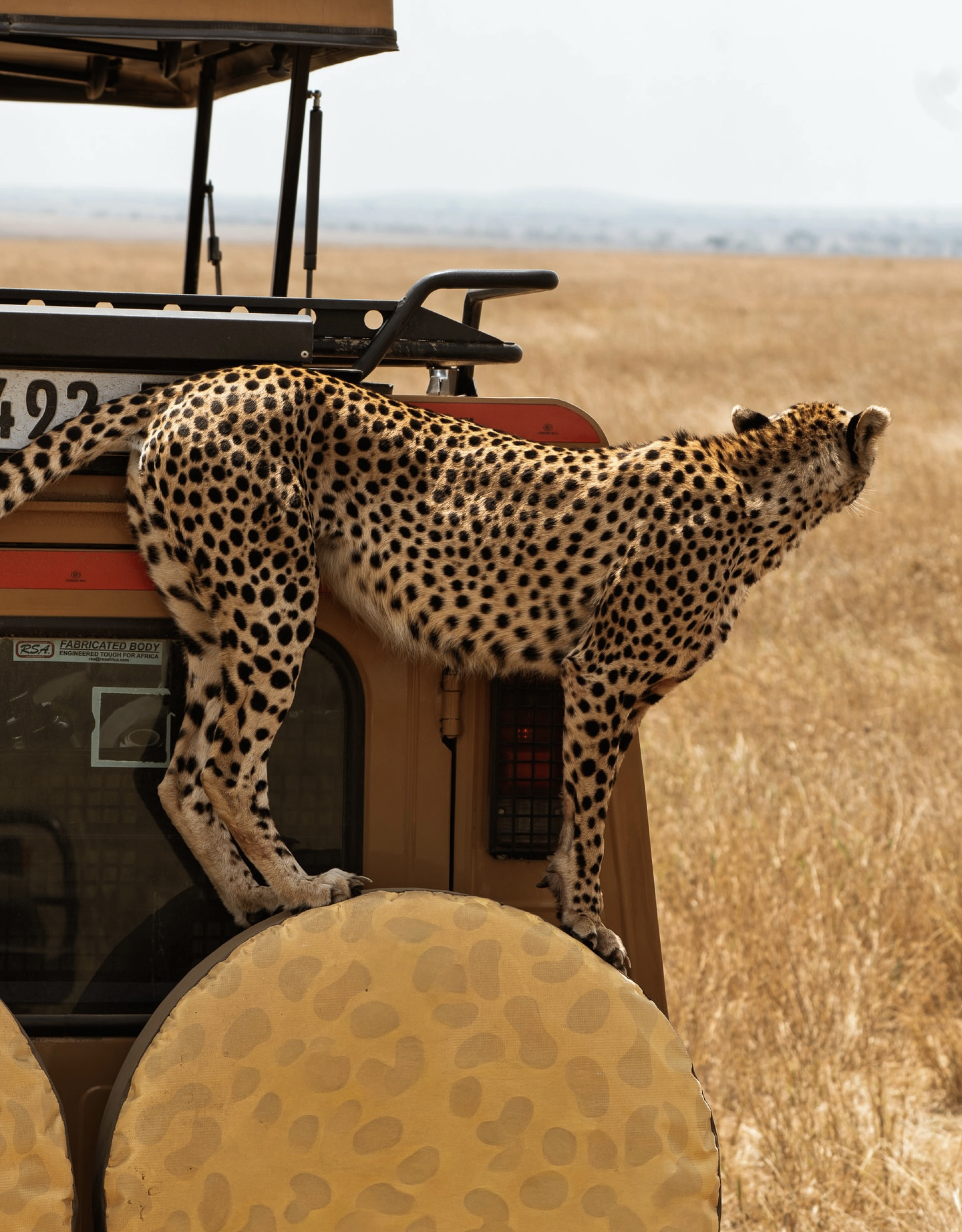 background image for - 10 Days Tanzania Safari & Zanzibar Beach Holiday