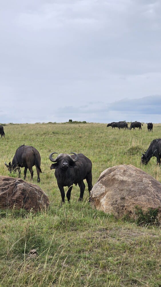 background image for - 5 Days Selous Reserve & Mikumi National Park Tour: 