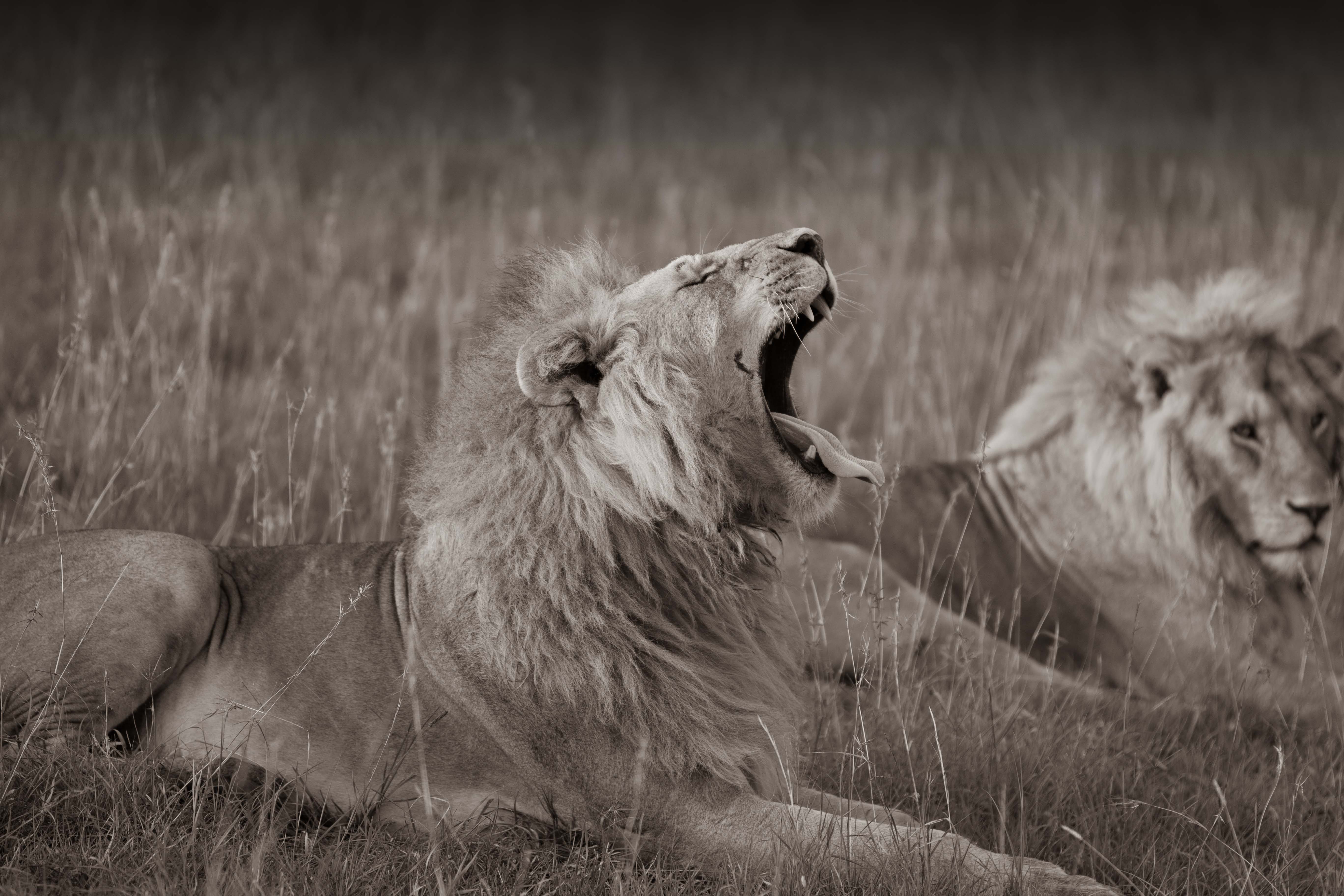 Image number 2 for Safari From Zanzibar Tarangire And Ngorongoro Crater