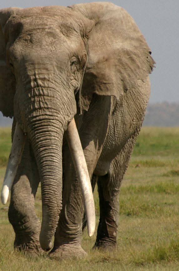 Image number 13 for Tanzania Safari: A Journey Into Africa’s Untamed Heart