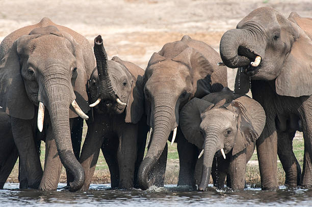 background image for - 1-Day Amazing Safari In The Tarangire