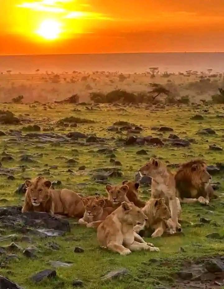 Image number 8 for  Tanzania Safari: Into The Heart Of Africa’s Wild Wonders