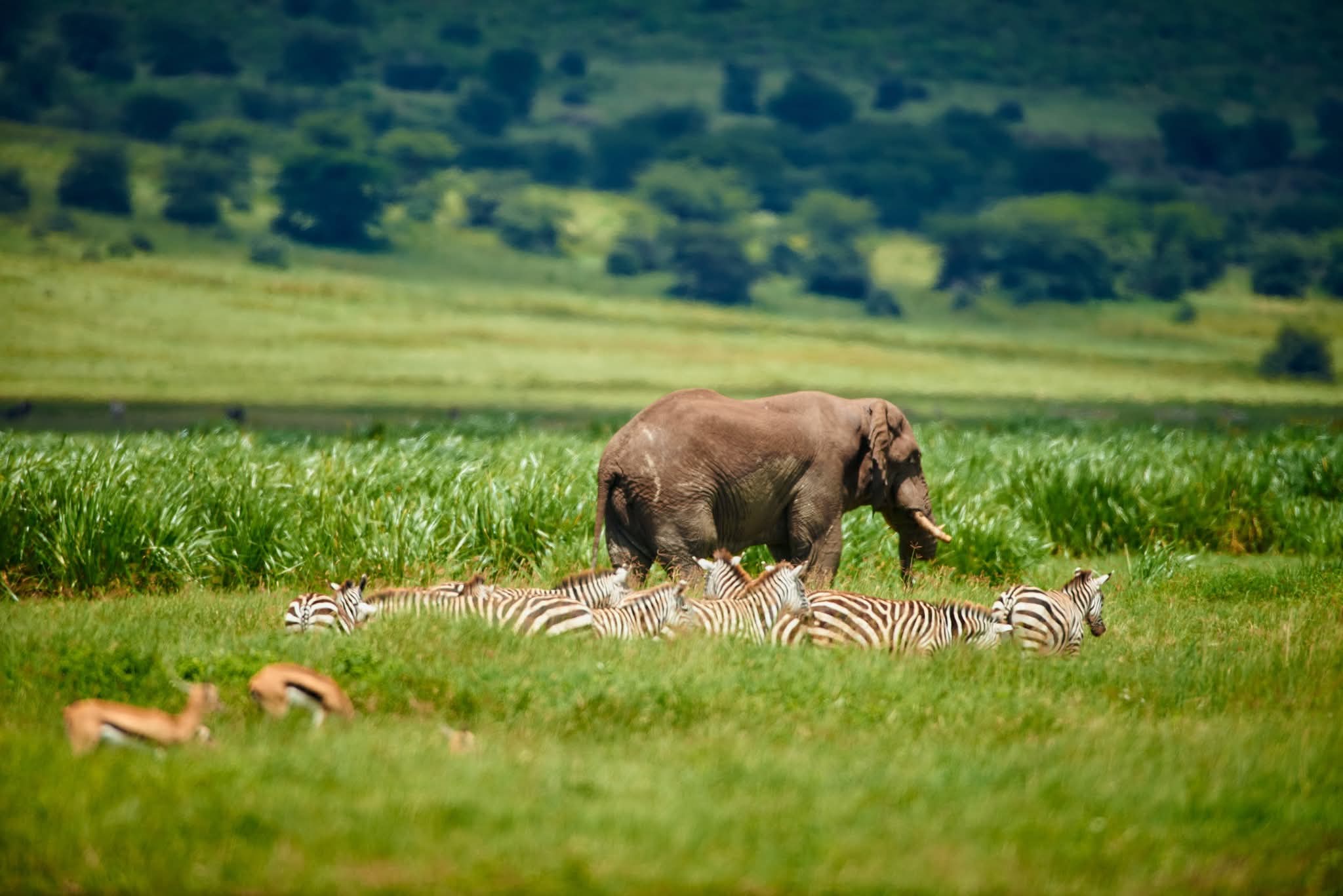 Image number 6 for Pure African Elegance Luxury Tanzania Safari & Zanzibar Escape