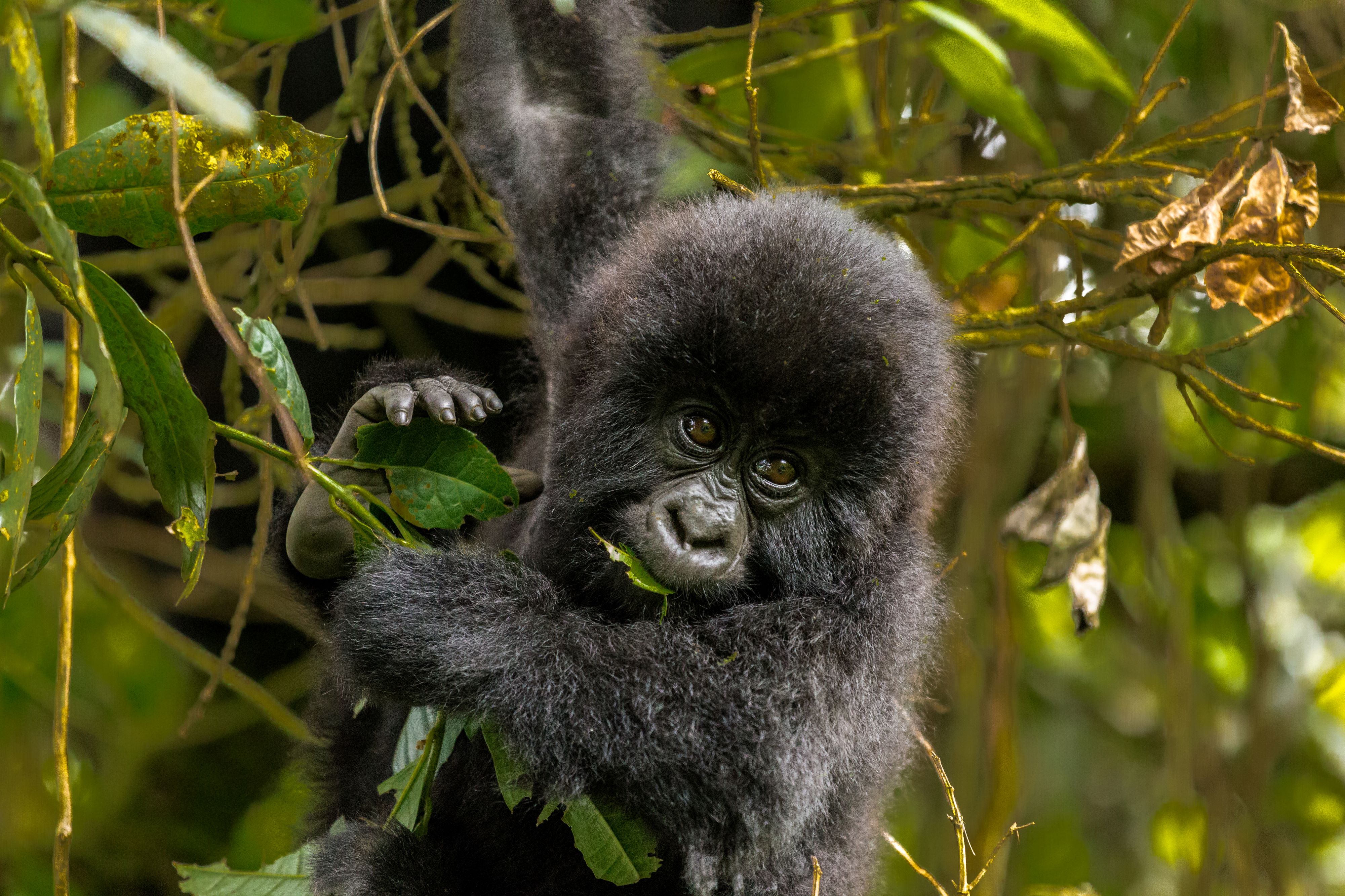 background image for - 8-Days Gorilla Group Tours