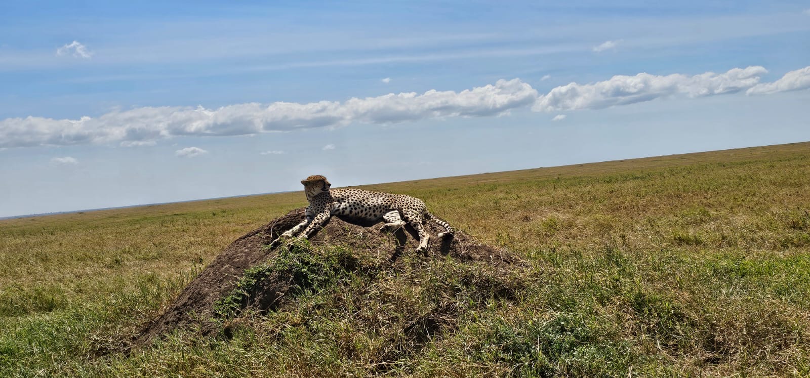 background image for - 3 Days From Zanzibar - Serengeti And Ngorongoro