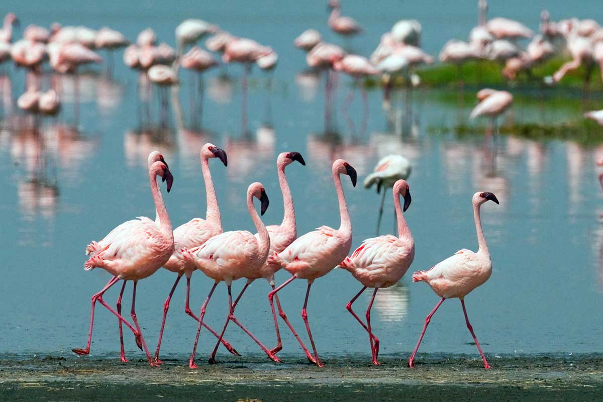 Image number 9 for Discover Kenya In 7 Days: Private Safari