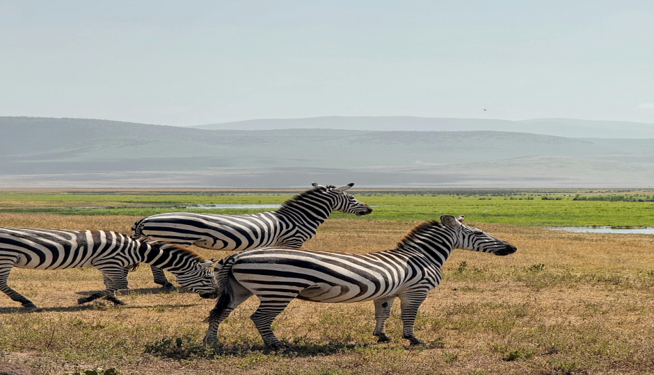 Cover Image - Elisam Tours