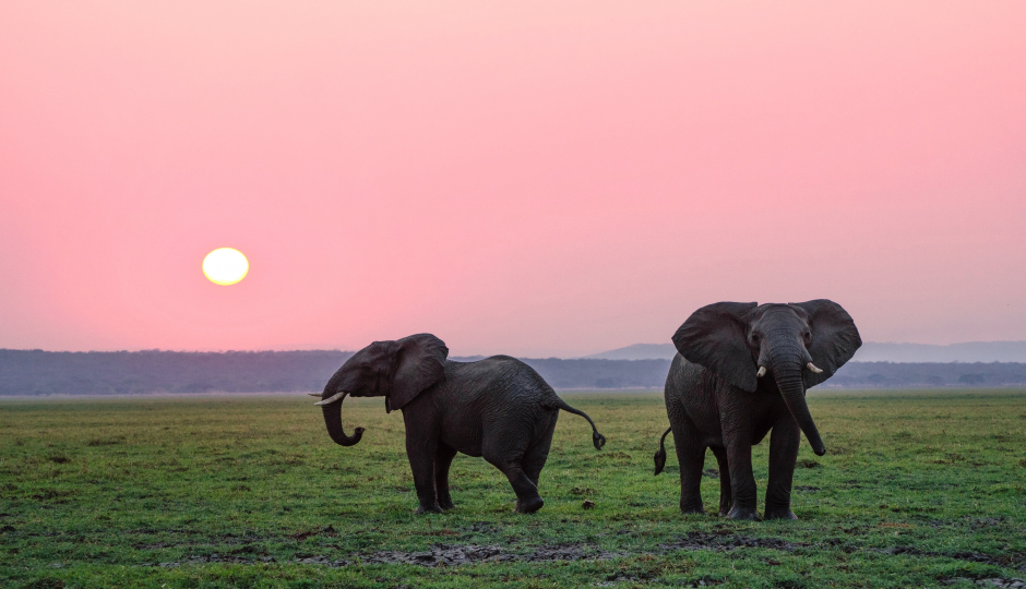 6 Days Tanzania Luxury Safari 2026-2027