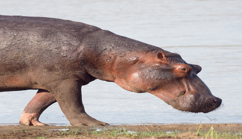 2 Day : Nyerere National Park (Ex Selous)