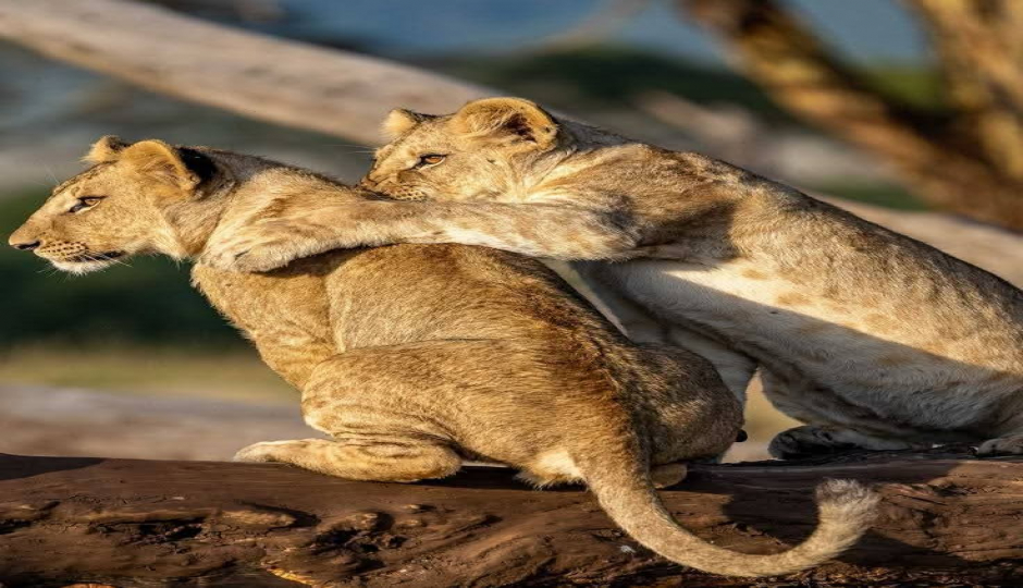 Slides Images for Luxury Safari Tarangire, Ngorongoro & Manyara Tour