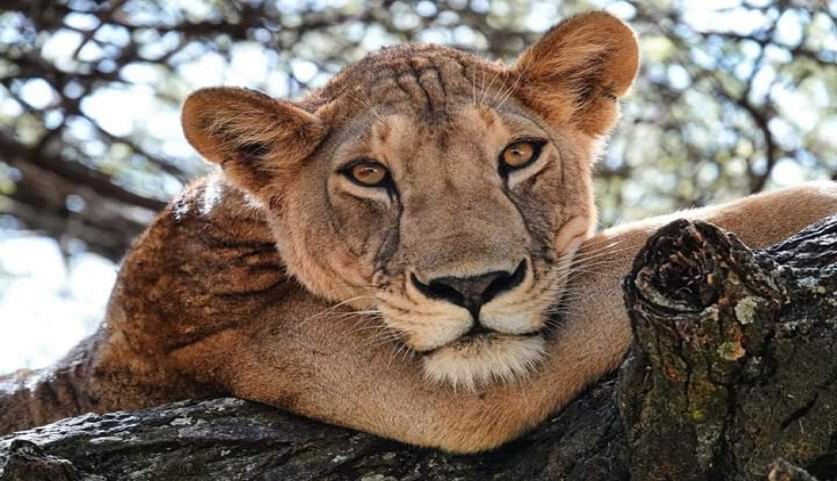 Kenya’s Big Five Adventure: Samburu To Aberdares