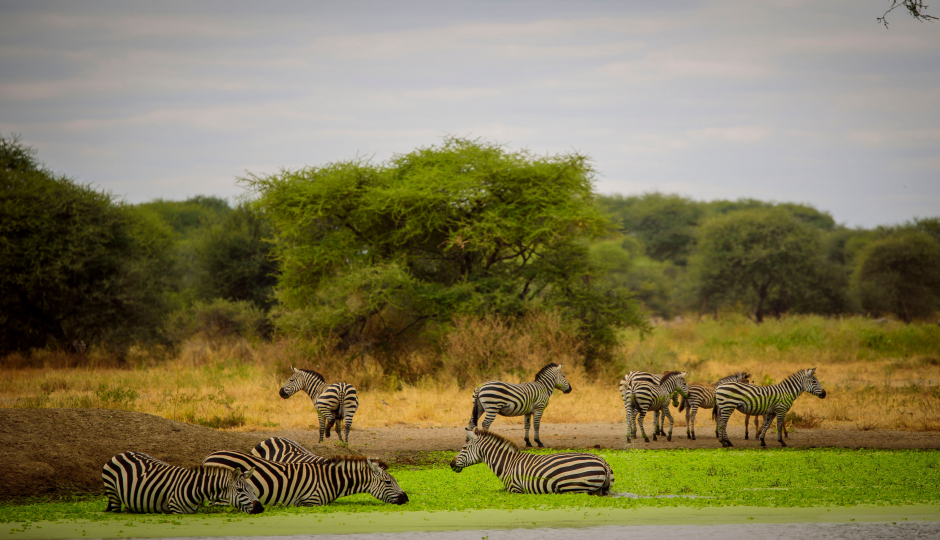 Slides Images for Timeless Luxury In Tanzania: From Baobabs To Big Cats