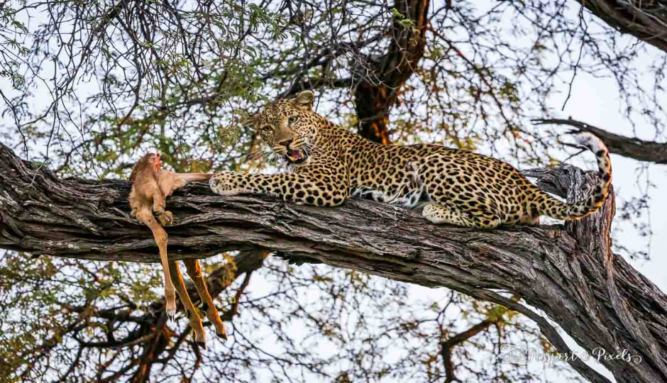 1-Day Tanzania Safari To Lake Manyara Park Adventure