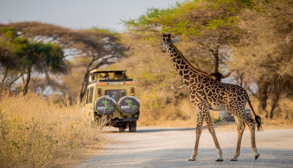 Safari Serengeti & Ngorongoro Crater