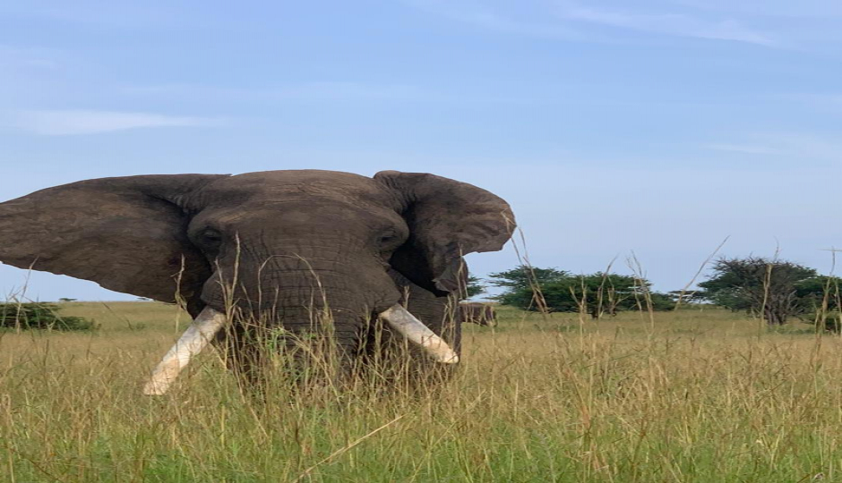 3-day Fly  Safari Zanzibar To  Selous