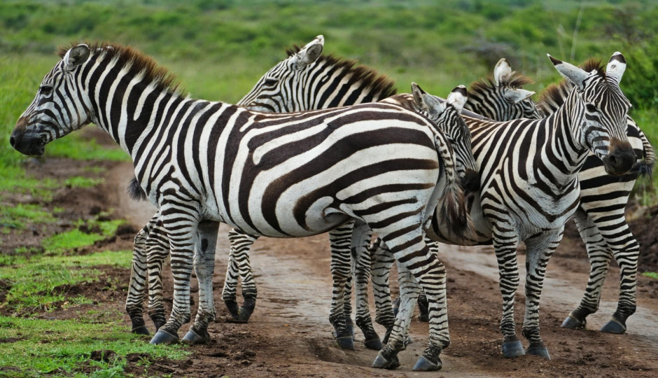 Slides Images for 7-Day Affordable Safari Adventure (northern Circuit)