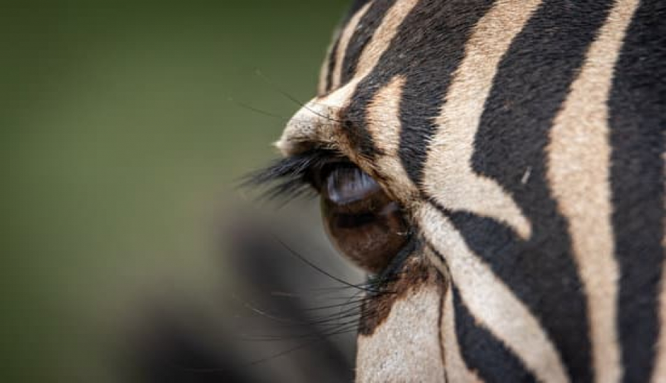 5-Day Mid Range Tanzania Safaris