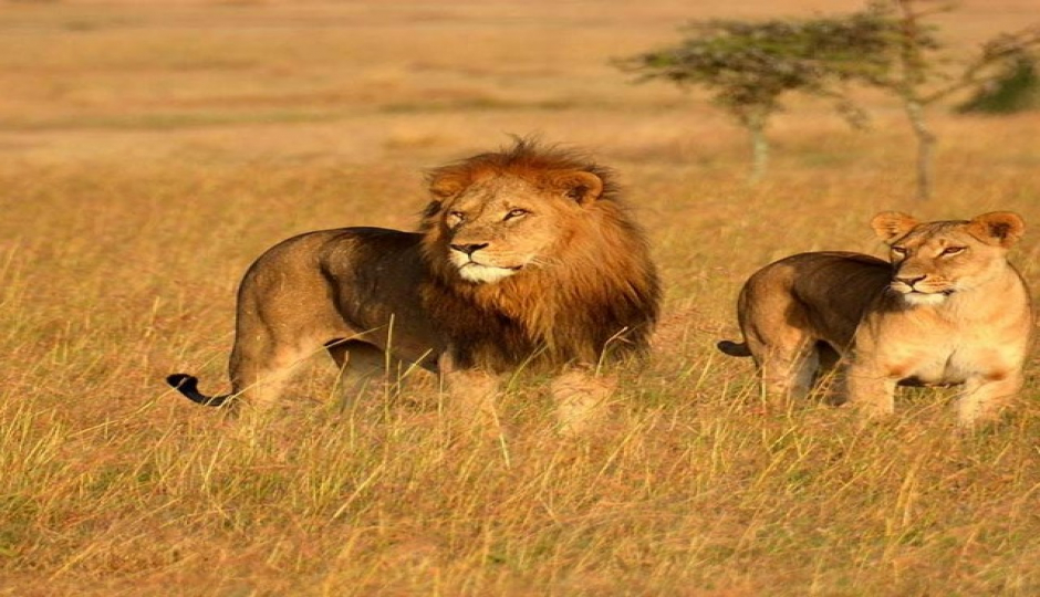 4 Days Safari- Tarangire Serengeti & Ngorongoro