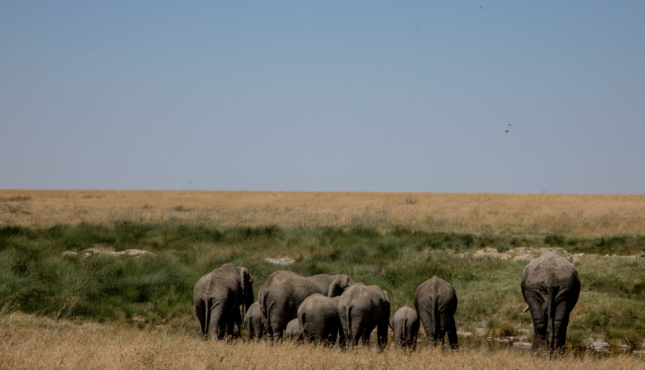2-Day Safari From Zanzibar
